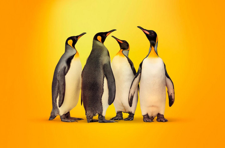 Ada Entitas Incar Implan Dinodasrat Linux di Seluruh Dunia