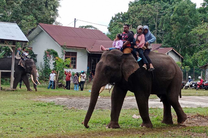 Sekolah Gajah Saree, Tempat Pemudik Hilangkan Penat