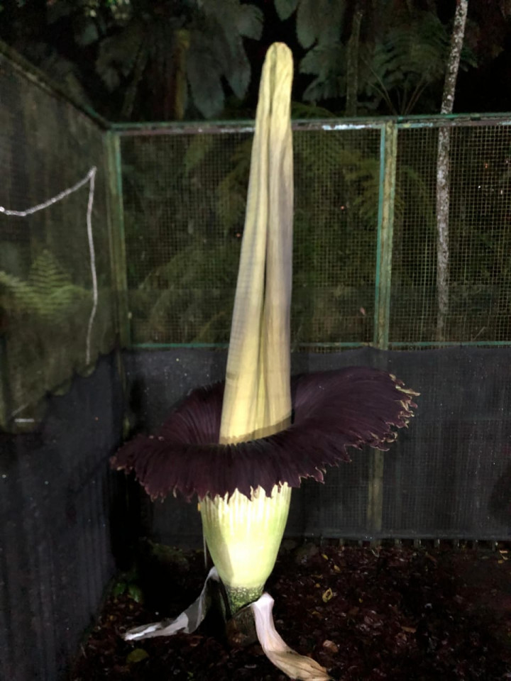 Bunga Bangkai di Kebun Raya Cibodas Mekar, Hadiah HUT ke-172