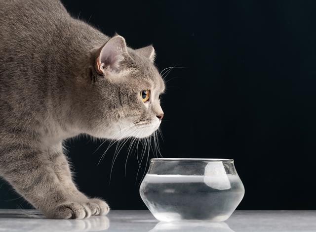 Ini penjelasan kenapa kucing terkadang suka minum air toilet. (Foto: Ilustrasi/Dok. Freepik.com)