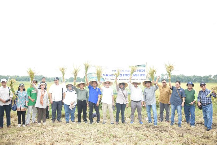 IPB Dongkrak Produksi Padi Nasional Lewat Kampung Inovasi di Subang