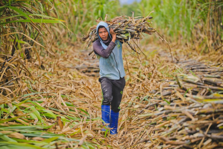 Penuhi Kebutuhan Gula, Pabrik SGN Siap Giling Tebu Petani di 2024