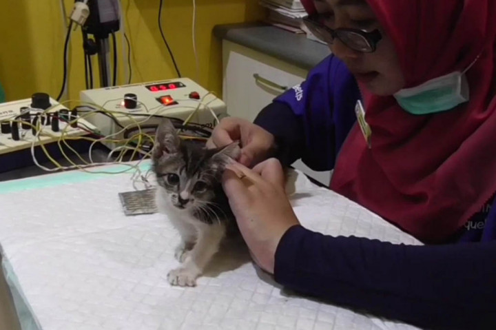 Akupuntur, Cara Baru Pengobatan Hewan Kesayangan yang Sakit