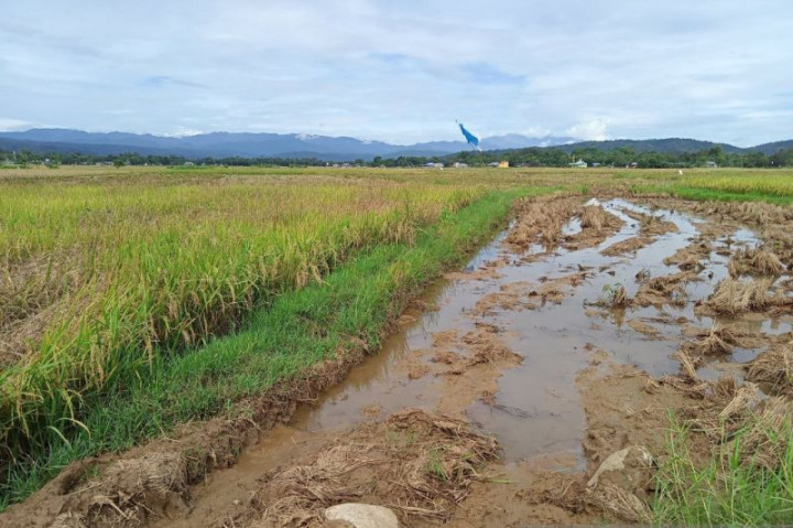 1.000 Hektare Sawah di Bulukumba Sulsel Rusak Jelang Panen
