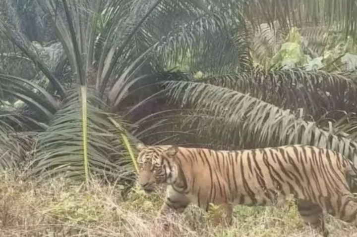 Pekerja Perkebunan di Riau Tewas Diterkam Harimau
