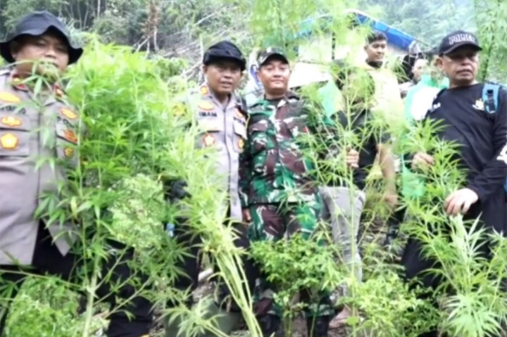 Potret Polres Pidie Musnahkan 1,5 Hektar Ladang Ganja