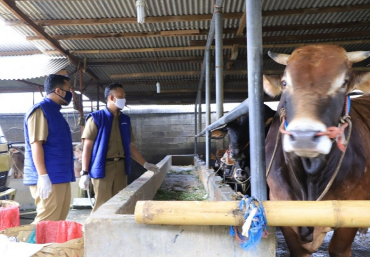 Pengawasan Hewan Ternak di Tangerang Diperketat Cegah Penularan PMK