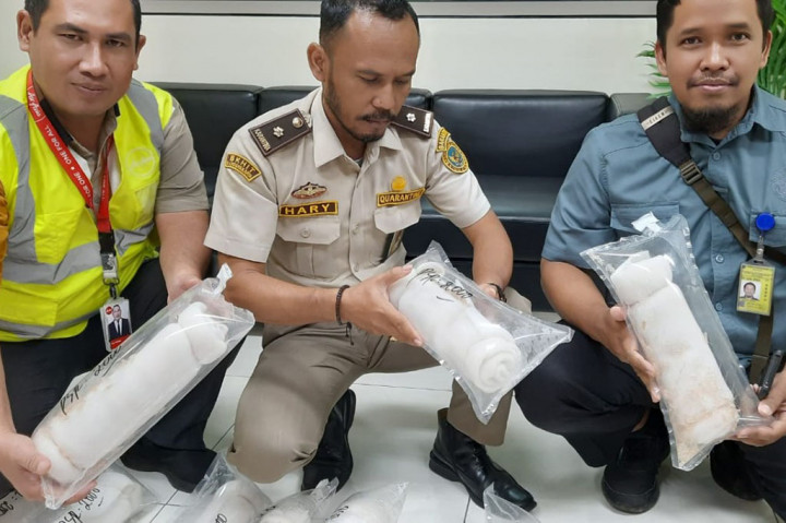 BKHIT Yogyakarta Gagalkan Penyelundupan 80.000 Benih Bening Lobster Senilai Rp1,6 Miliar