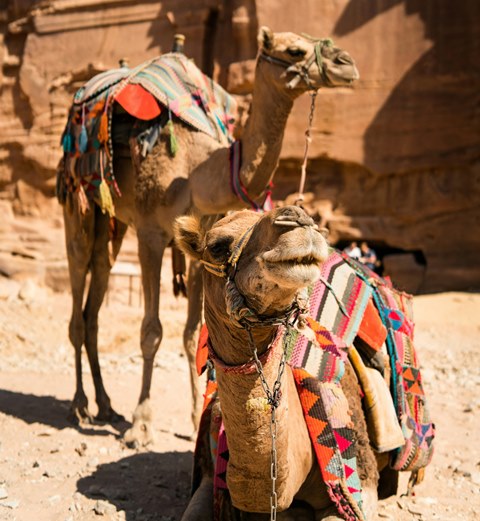 P2P Kemenkes: Terkait MERS-COV, Jemaah Haji Sebaiknya Hindari Kontak dengan Unta