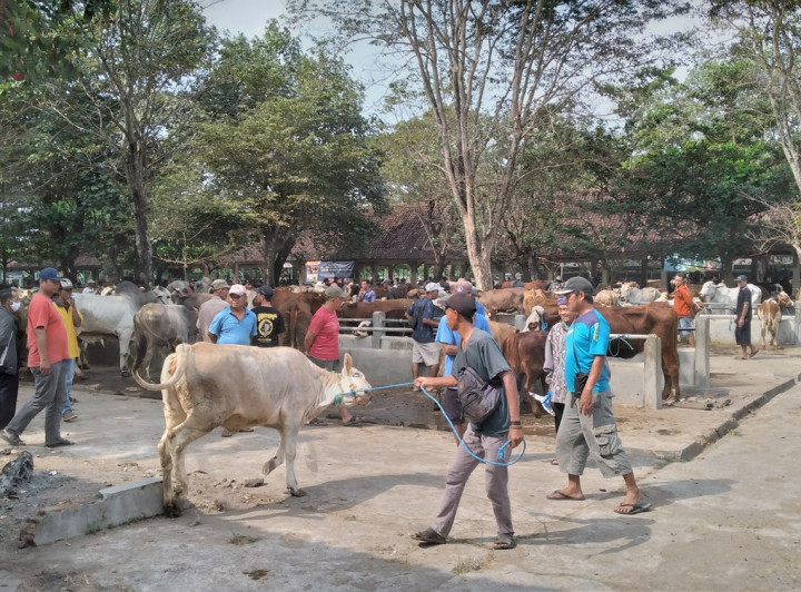 Penjualan Hewan Kurban Jelang Iduladha di Yogyakarta Masih Lesu