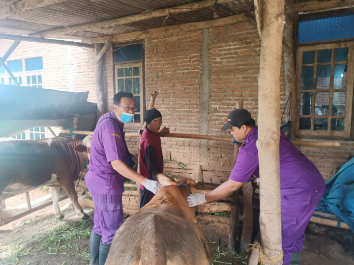 DKPP Jepara Setop Vaksinasi PMK pada Hewan Ternak Jelang Iduladha