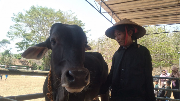 Pedagang Hewan Kurban di Yogyakarta Diminta Berinovasi