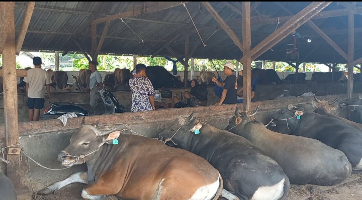 Distributor Sapi di Pangkalpinang Mulai Banjir Pesanan
