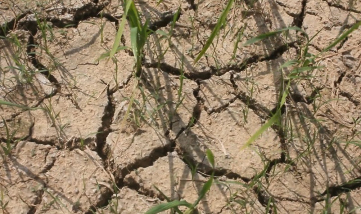 NTB Mulai Alami Kekeringan