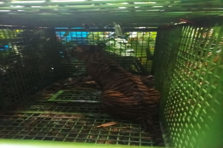 Harimau Pemangsa Manusia di Suoh Lampung Barat Berhasil Ditangkap