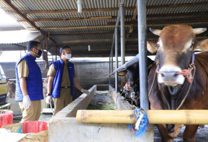 Kebutuhan Hewan Kurban di Kota Tangerang Capai 18 Ribu Ekor