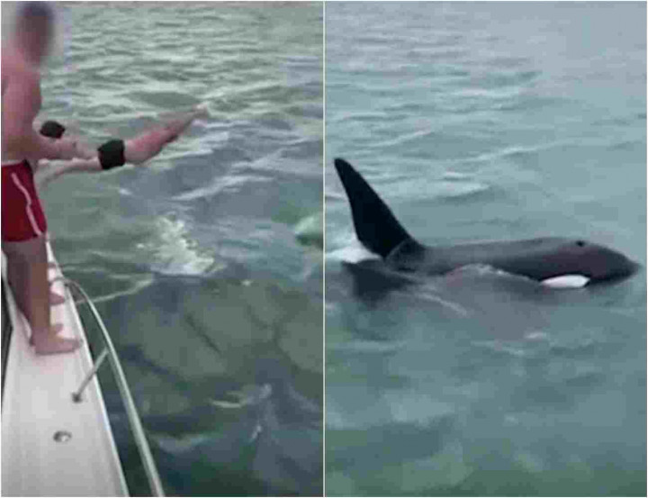 Viral Pria Sengaja Lompat ke Arah Orca Berujung Kena Denda Hampir Rp10 Juta