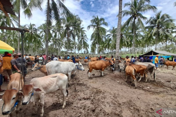 Harga Sapi di Kabupaten Gorontalo Mulai Naik Menjelang Iduladha