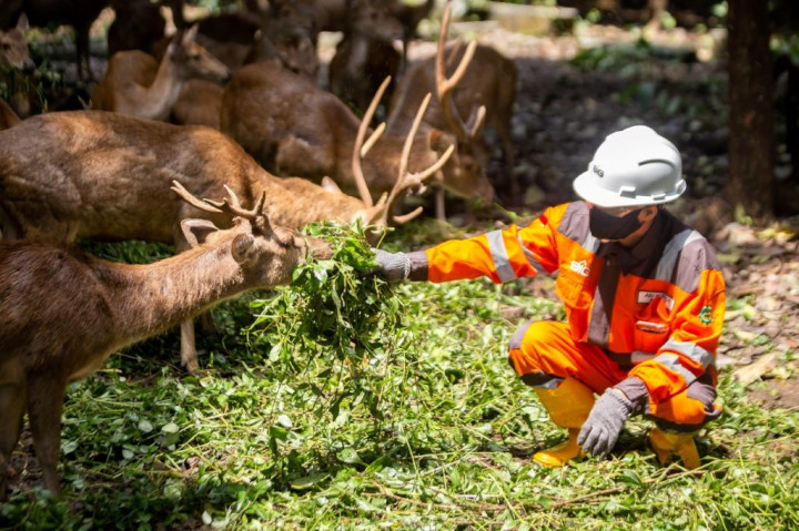 Dorong Dekarbonisasi, SBI Alokasikan Separuh Area Pabrik Cilacap sebagai Hutan Kota