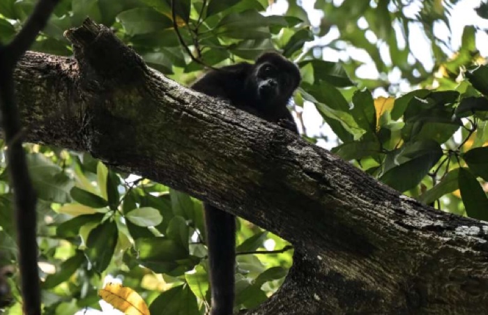 146 Monyet Melolong Mati di Meksiko Akibat Gelombang Panas Ekstrem