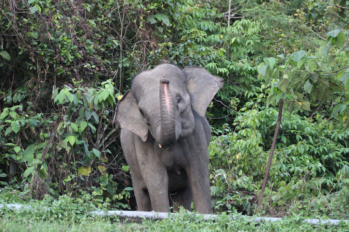 Petani Kemiri di Aceh Tenggara Tewas Diserang Gajah Liar