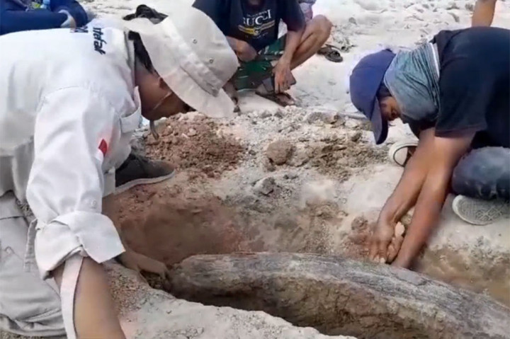 Fosil Gading Gajah Ditemukan di Sungai Bengawan Solo