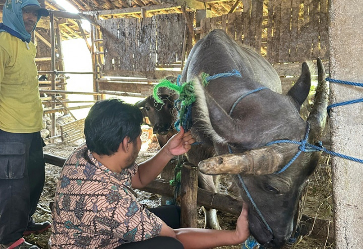Kudus Intensifkan Pemberian Obat Cacing Hewan Ternak Kurban