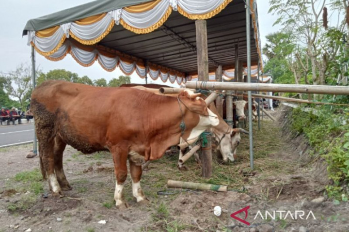 Sapi Asal Bantul Masuk Kriteria Hewan Kurban Pilihan Presiden