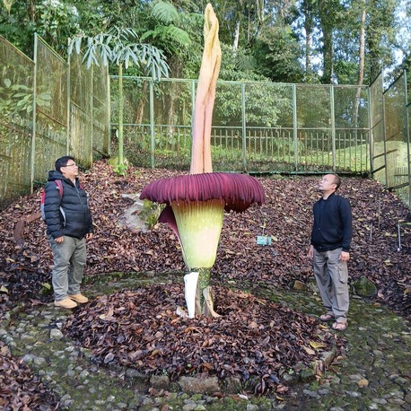 Bunga Bangkai 3,4 Meter Mekar di Kebun Raya Cibodas, Yuk Kenal Lebih Jauh