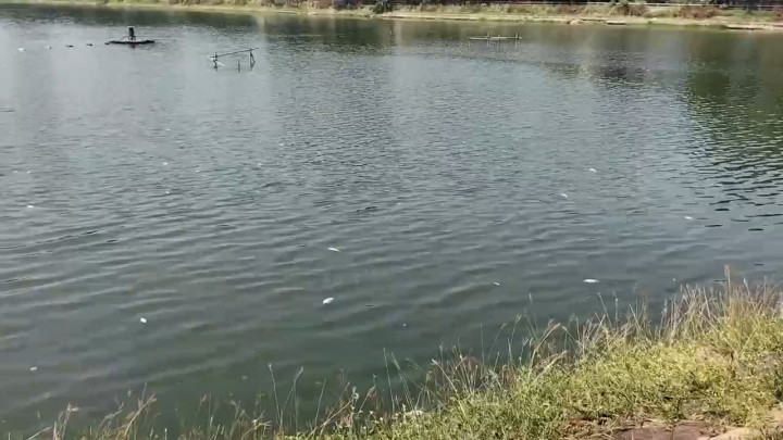 Air Waduk Sagoro Kelapa Gading Diduga Tercemar, Ratusan Ikan Mati Mendadak