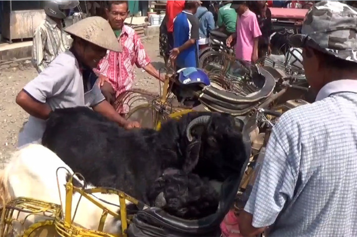 Jelang Iduladha, Jasa Becak Kambing Kebanjiran Orderan