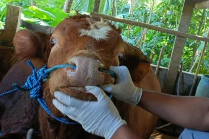 4 Ciri Hewan yang Tidak Sah Dijadikan Kurban