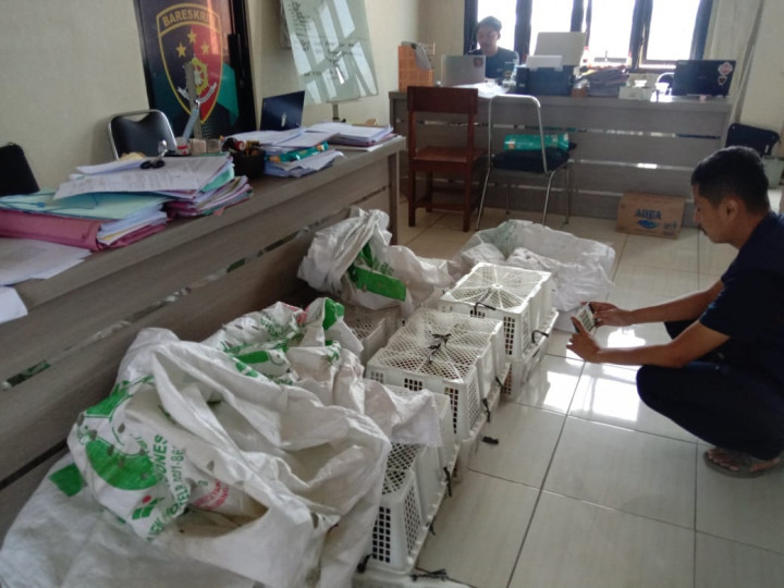 Satreskrim Polres Tasikmalaya Gagalkan Penjualan 22 Ekor Kancil