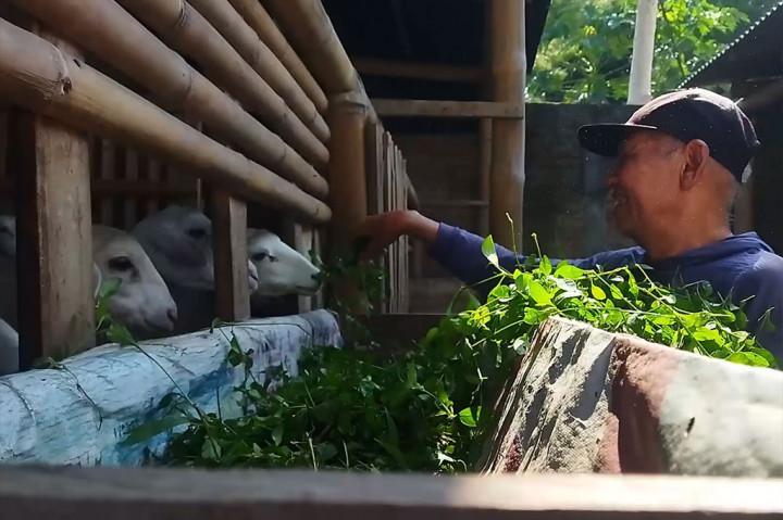 Kisah Pasutri Peternak Kambing Naik Haji usai Nabung 38 Tahun