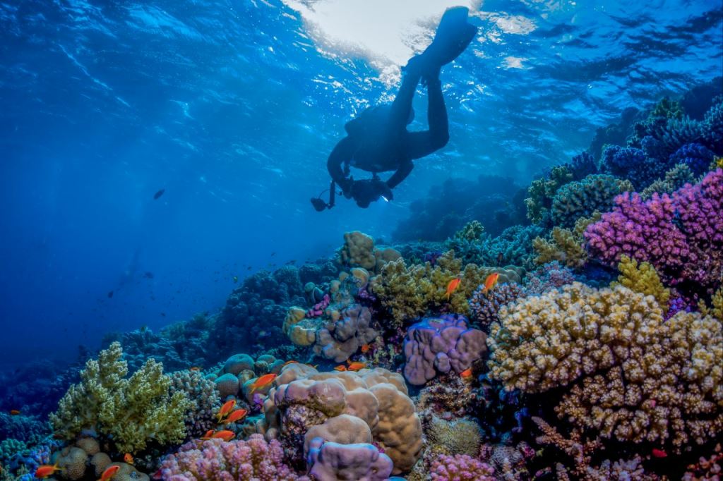 Arab Saudi sekarang tak hanya dikenal dengan wisata gurunnya, tapi juga destinasi bawah laut. Dok. Ist