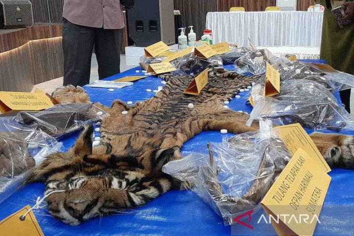 Terdakwa Penjual Kulit Harimau di Aceh Timur Dituntut 2 Tahun Penjara
