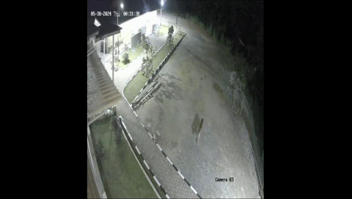 Harimau Sumatra Terekam Masuk Halaman Masjid di Kabupaten Solok