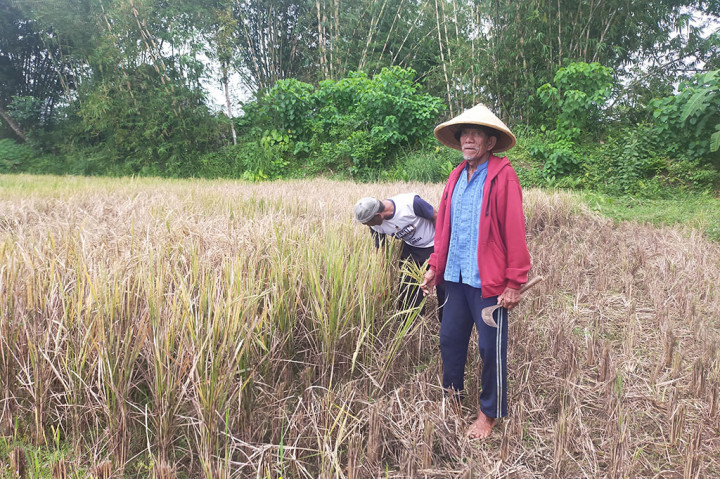 Terserang Hama Wereng, 2 Hektare Lahan Pertanian di Tasikmalaya Gagal Panen