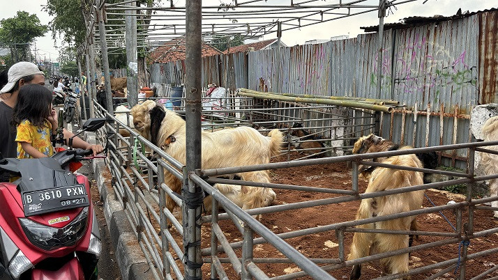 Pejalan Kaki Mengeluh, Trotoar di Johar Baru Jadi Lapak Hewan Kurban