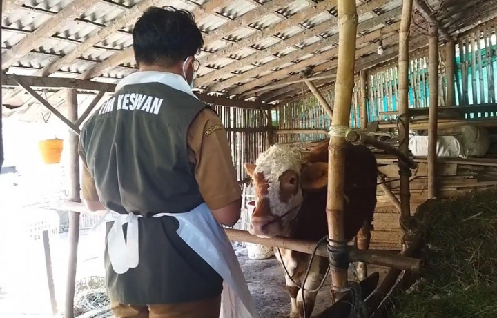 Jelang Iduladha, Puluhan Ekor Sapi di Kediri Mati Mendadak