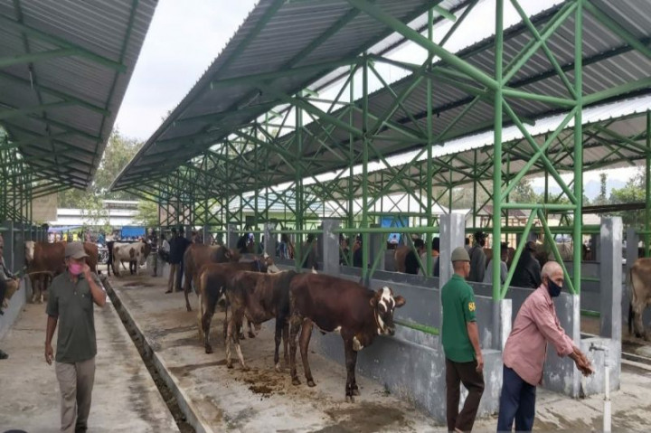 Stok Sapi untuk Kebutuhan Kurban di Kulonprogo Capai 56 Ribu Ekor