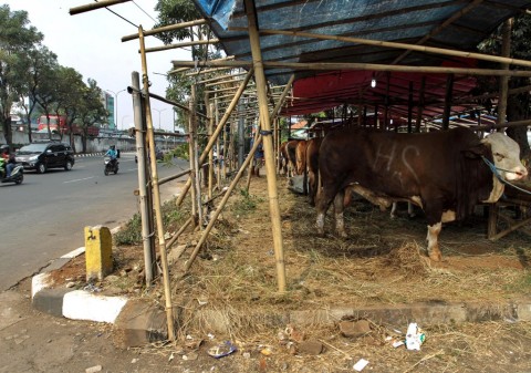 Juru Sembelih Kurban Harus Diedukasi Standar Kesehatan