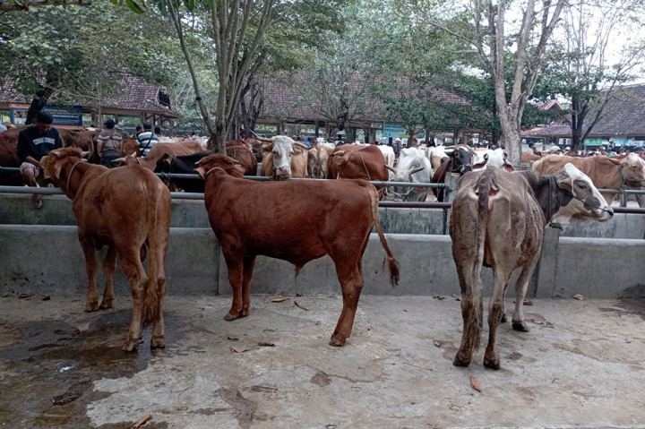Pemkab Sleman Pastikan Ketercukupan Kebutuhan Ternak Kurban