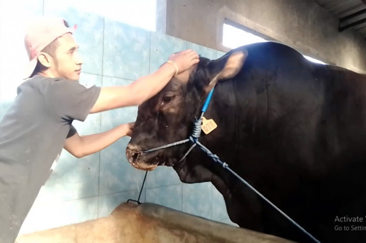 Melihat Sapi-sapi Jumbo untuk Iduladha di Magetan