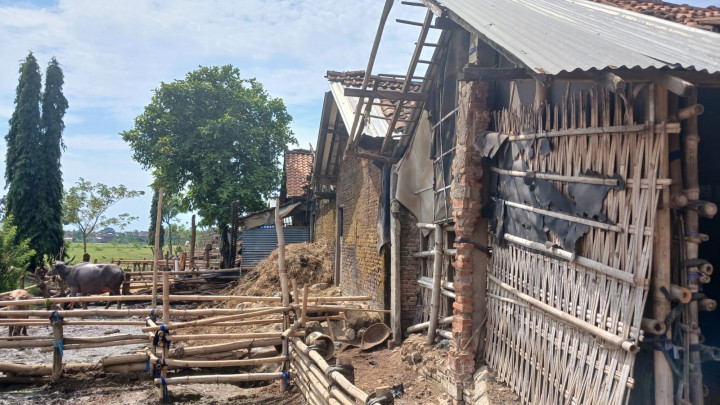 Uniknya Hotel Kerbau di Jepara, Harga Sewanya Mencapai Jutaan Rupiah