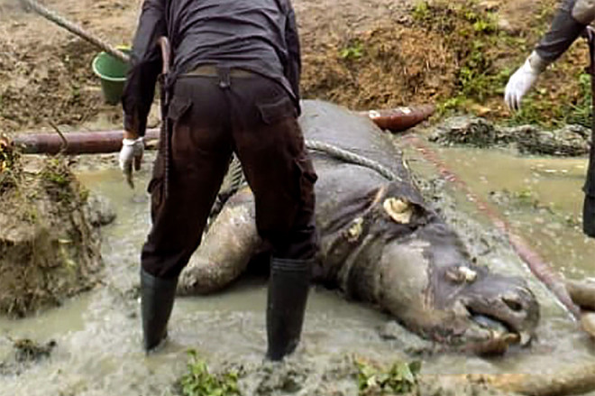 Antara Foto/HO-TNUK/Anggodo