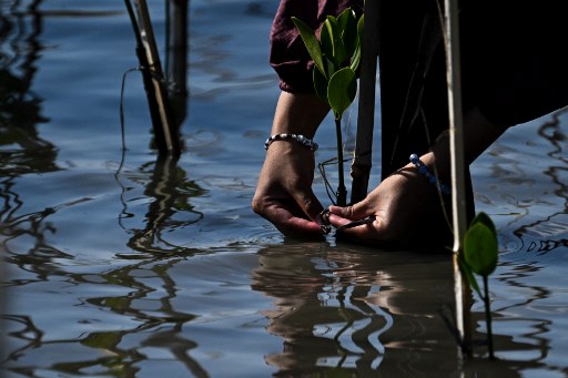 Momen Aktivis Lingkungan Tanam Mangrove di Pantai Aceh