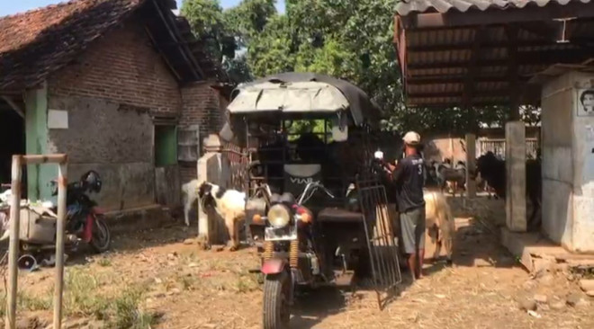 ?Ojek kambing kebanjiran order. Medcom.id/ Rhobi Shani.