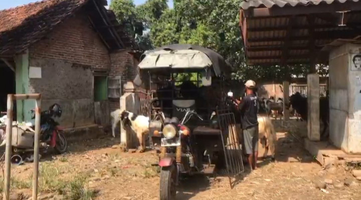 Ojek Kambing Banjir Order Jelang Iduladha