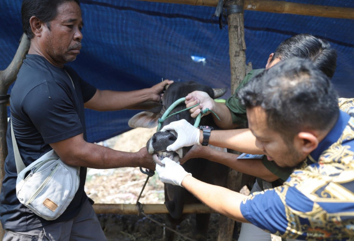 Hewan Kurban di Kota Tangerang Diupayakan Bebas PMK